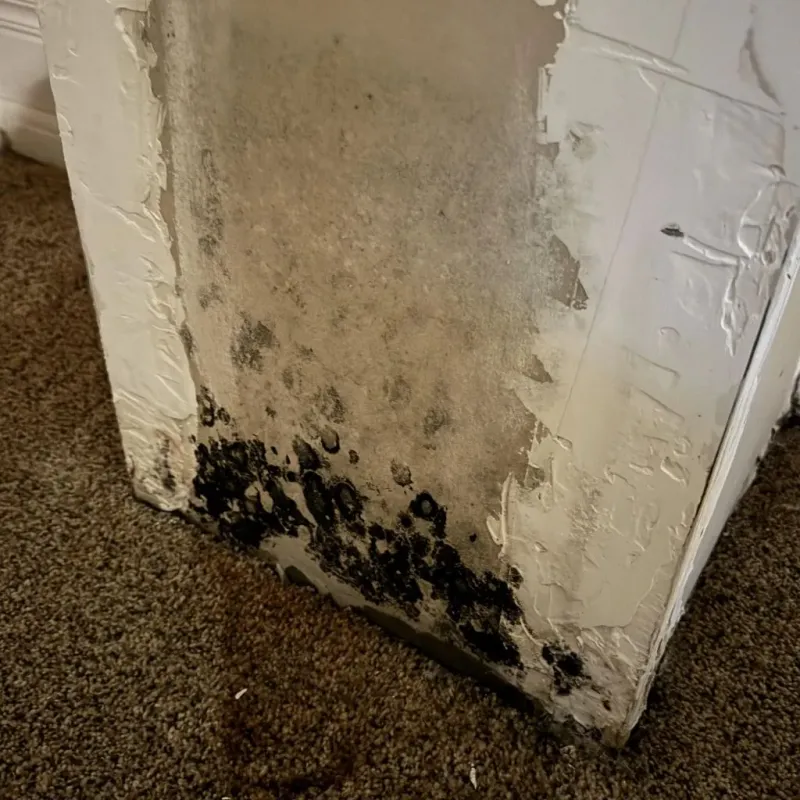 Professional Mold Removal in Lexington, SC